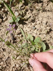 Geranium asphodeloides