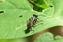 Liris subtessellatus