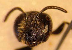 Andrena pandellei