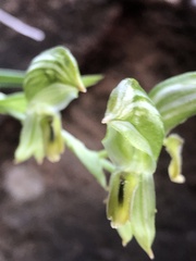 Pterostylis smaragdyna