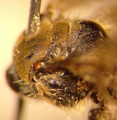 Andrena pandellei