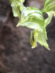 Pterostylis smaragdyna