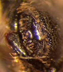 Andrena pandellei