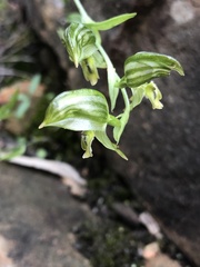 Pterostylis smaragdyna