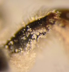 Andrena pandellei