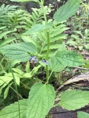 Scutellaria lateriflora grohii