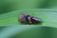 Drabescus