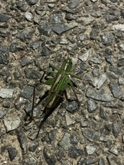 Gampsocleis buergeri