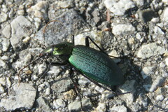 Carabus jankowskii