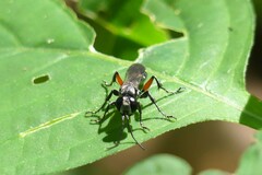 Liris subtessellatus