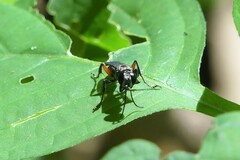 Liris subtessellatus