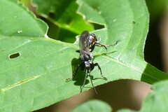 Liris subtessellatus
