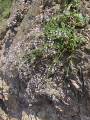 Gypsophila pacifica