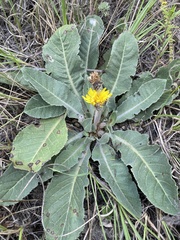 Taraxacum serotinum