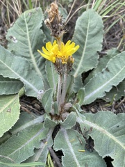 Taraxacum serotinum