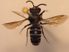 Aglaoapis tridentata