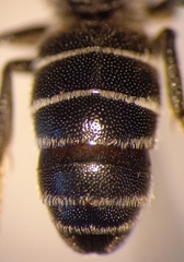 Aglaoapis tridentata