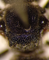 Aglaoapis tridentata