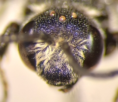 Aglaoapis tridentata