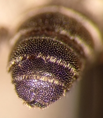 Aglaoapis tridentata