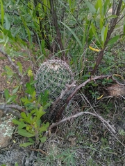 Coryphantha clavata clavata