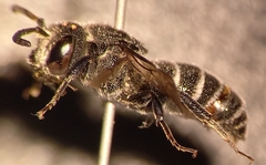 Aglaoapis tridentata