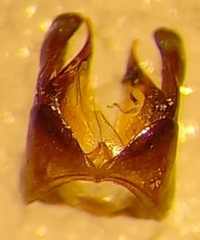 Aglaoapis tridentata