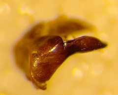 Aglaoapis tridentata