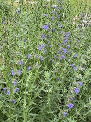 Hyssopus officinalis