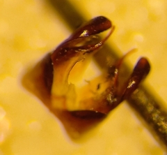 Aglaoapis tridentata