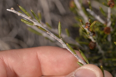 Acacia sessilis