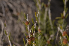Acacia sessilis