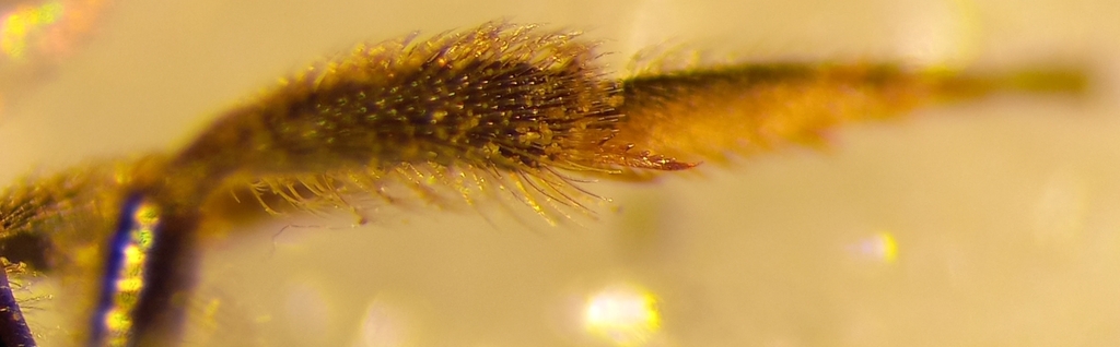 Long-faced Furrow Bee