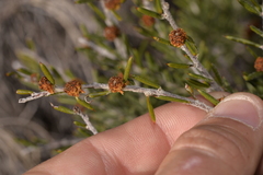 Acacia sessilis