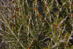 Acacia sessilis