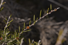Acacia sessilis
