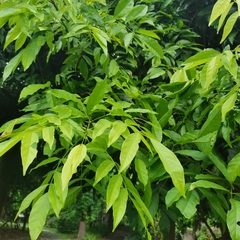 Wisteriopsis eurybotrya