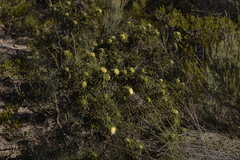 Banksia kippistiana kippistiana