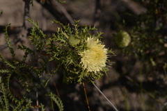 Banksia kippistiana kippistiana