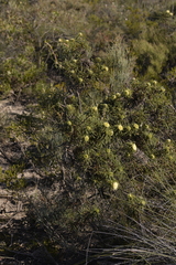 Banksia kippistiana kippistiana