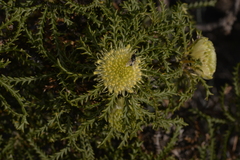 Banksia kippistiana kippistiana