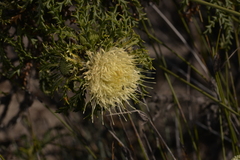 Banksia kippistiana kippistiana