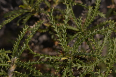 Banksia kippistiana kippistiana