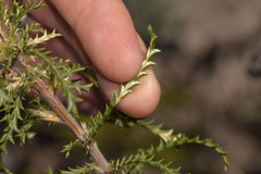 Banksia kippistiana kippistiana