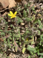 Gorteria piloselloides