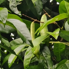 Wisteriopsis eurybotrya