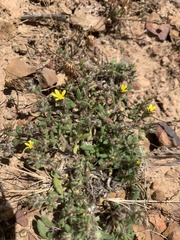 Gorteria piloselloides