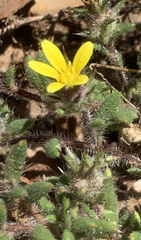 Gorteria piloselloides