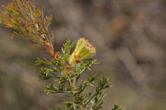 Petrophile serruriae