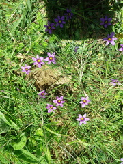 Sisyrinchium scabrum